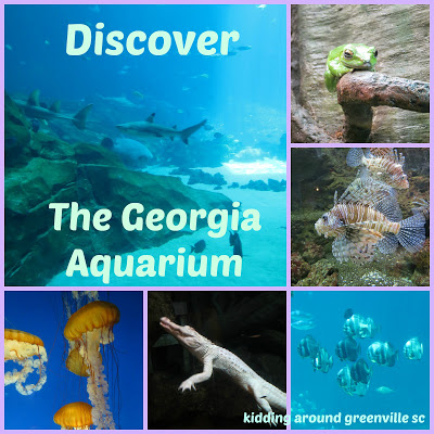 Collage of six photos of various sea creatures with the text "discover the Georgia Aquarium"
