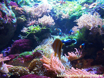 A bright and colorful ocean exhibit with coral, fish, and other reef creatures.