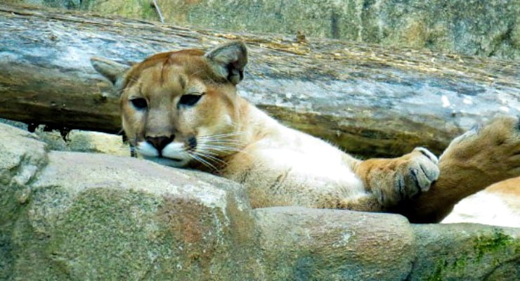 Cougar at the Western North Carolina Nature Center