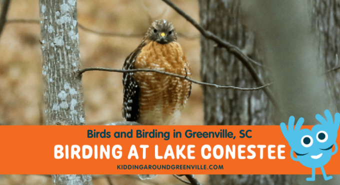 Birds and birding at Lake Conestee Nature Preserve