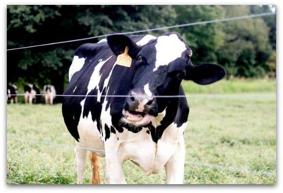 farm fresh milk at Happy Cow