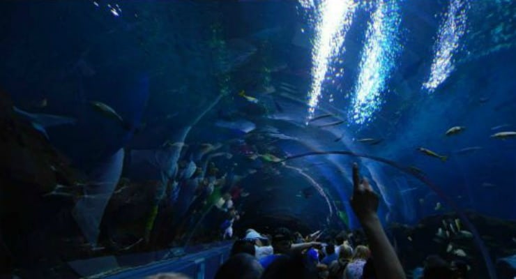 Georgia Aquarium day trip Atlanta