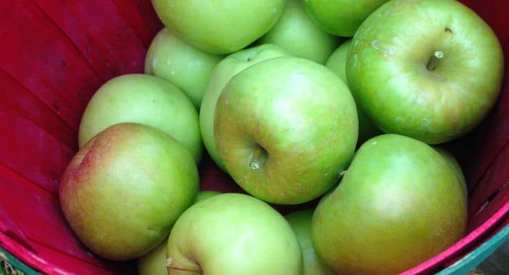 apple picking in North Carolina