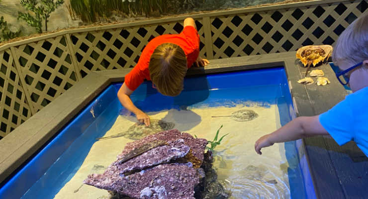 Kids petting stingrays at Roper Mountain Science Center