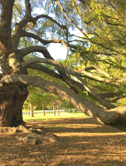 Holmes Park tree to climb in Greenville