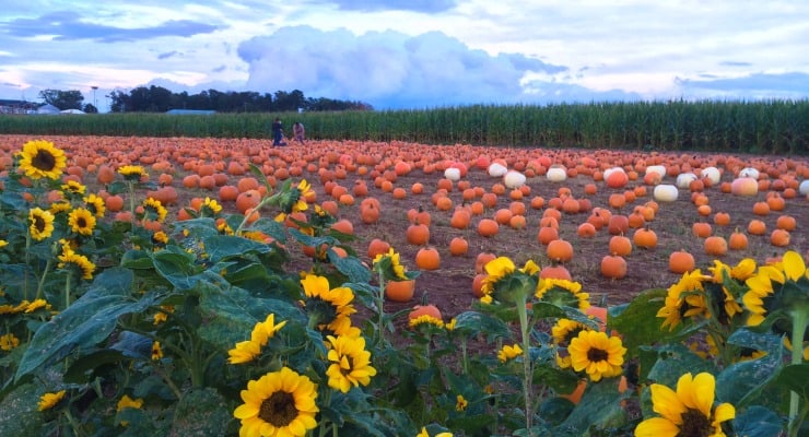 Sunflowers in front of a pumpkin patch with white and orange pumpkins.