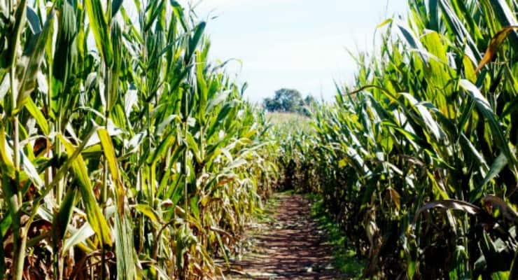 Corn maze at Denver Downs
