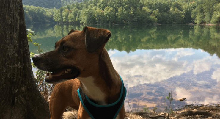 Hiking with my dog on North Lake Trail at Paris Mountain State Park