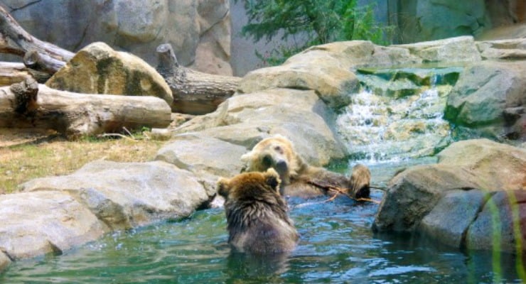 Bears at Riverbanks Zoo