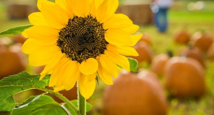 Denver Downs sunflowers