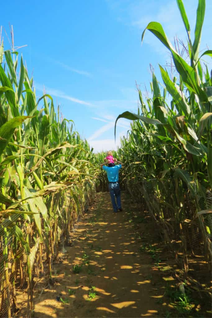Corn maze at Stewart Farms