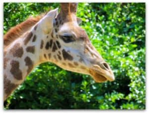Greenville Zoo Giraffe