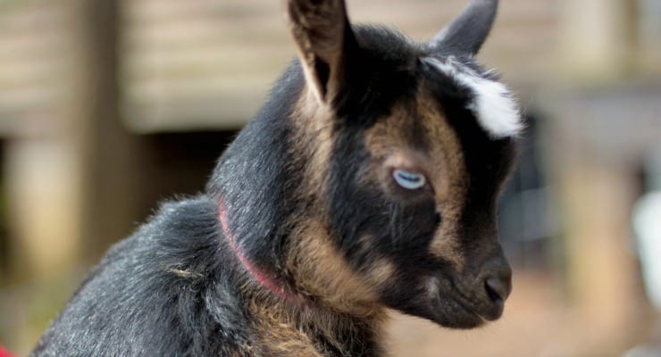 Baby goat at Split Creek Farm