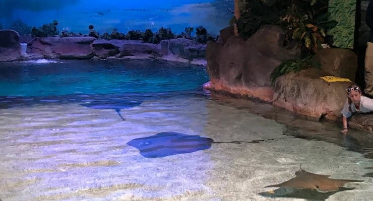 Rays in a touch tank