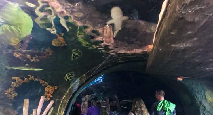 A large shark tunnel and tank with a number of interesting fish