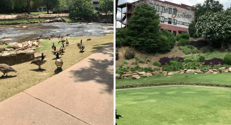 Lawn areas and view of the Reedy River at Falls Park, Greenville, SC.