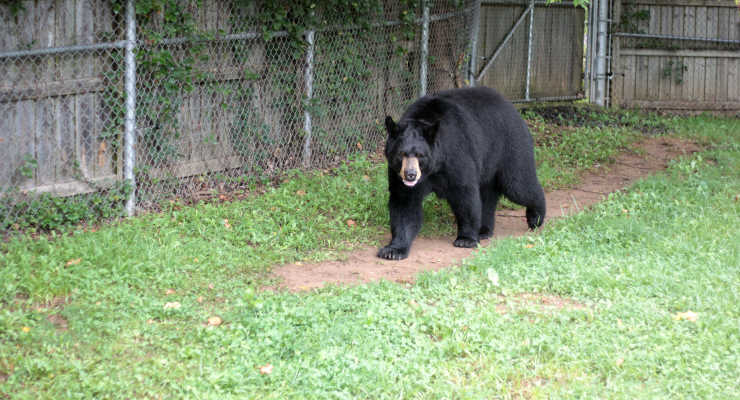 Black bear at the WNC Nature Center