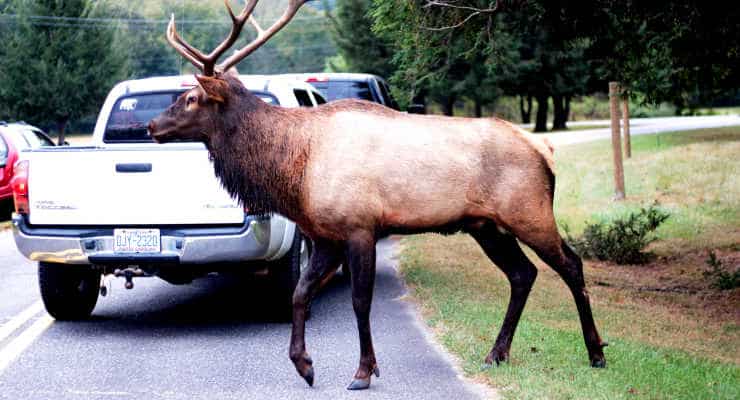 Elk crossing the street in Cherokee, North Carolina