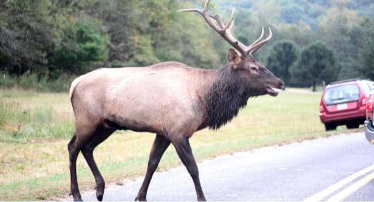 Elk walking across the street in Cherokee NC