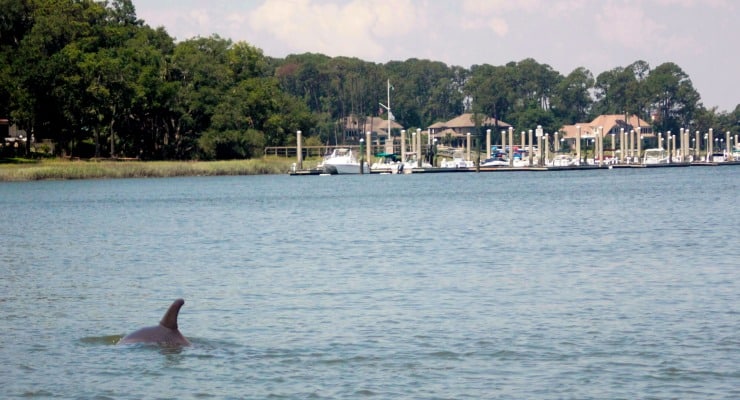 Dolphins swimming off of Hilton Head Island.
