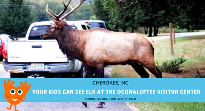 elk in cherokee
