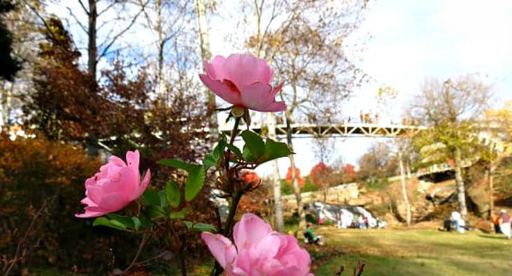 Pink flowers blooming in front of Liberty Bridge at Falls Park, Greenville