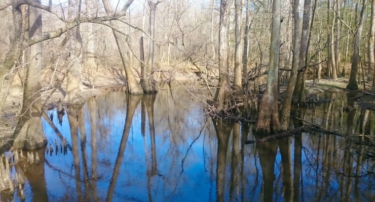 Congaree National Forest daytrip for couples