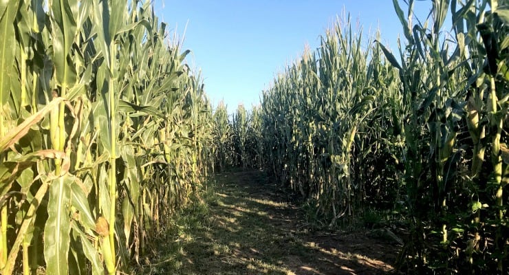 Greyrock Farms corn maze 