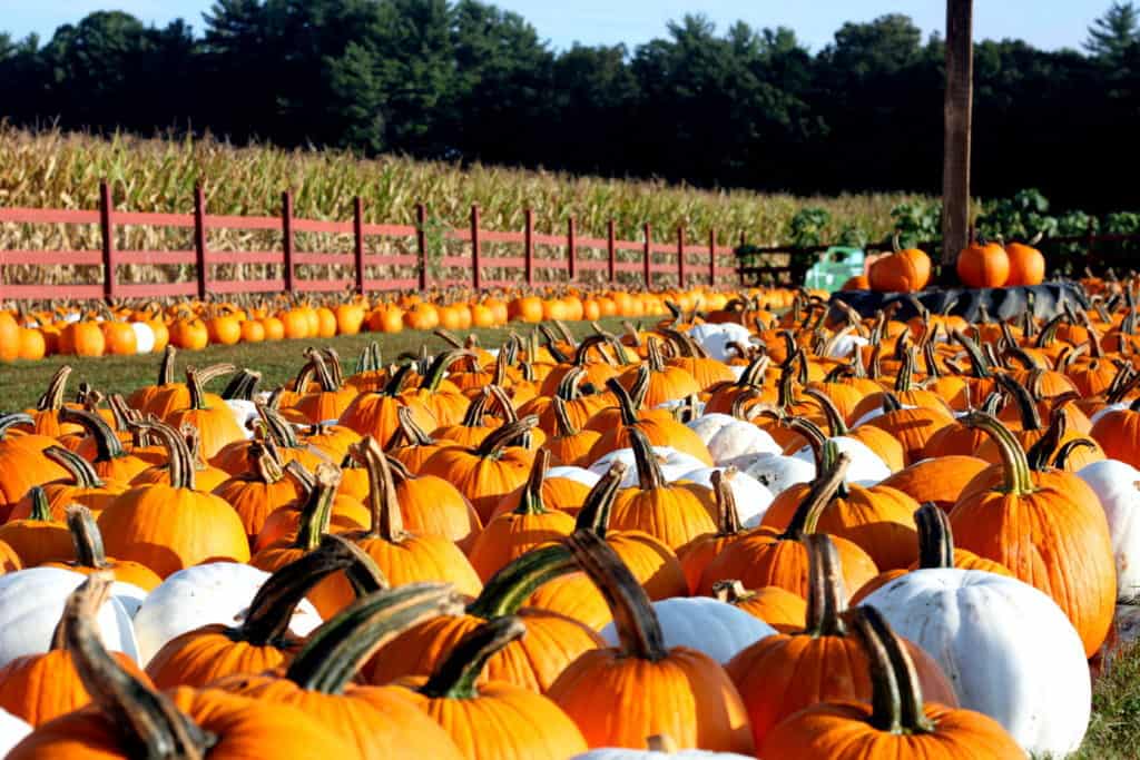 Find the Perfect Pumpkin at A Pumpkin Patch Near Greenville