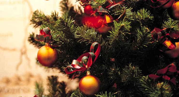 Christmas Tree Farms near Greenville | Kidding Around Greenville