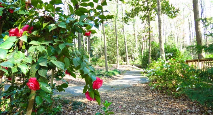 Foliage and flowers near a paved walkway