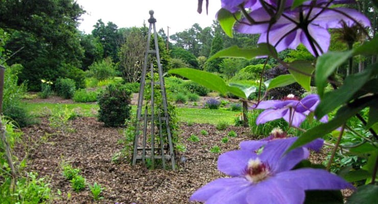 Bright purple flowers growing in a garden with wooden trellis.