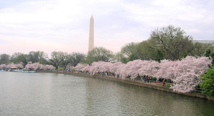 Washington DC Cherry blossoms