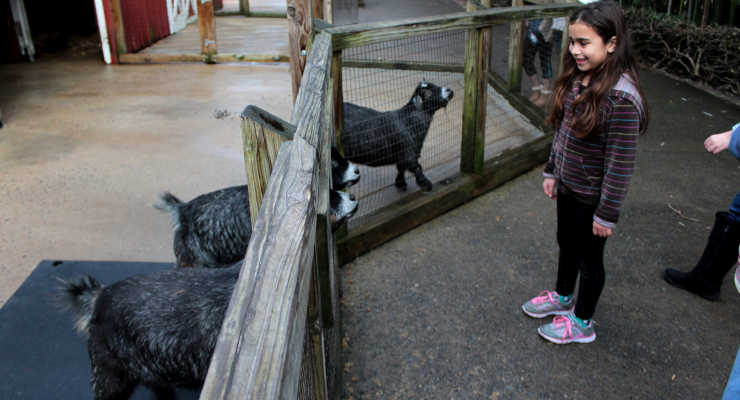 Viewing the goats at Greenville Zoo