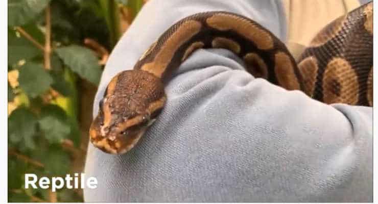 Snake in a person's arms