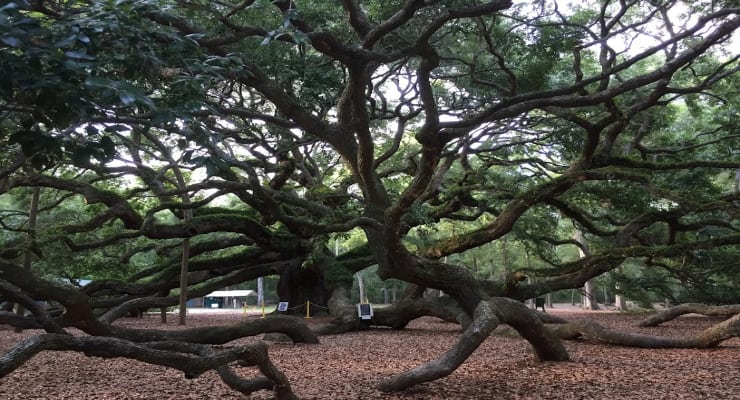 Angel Oak on Johns Island, South Carolina