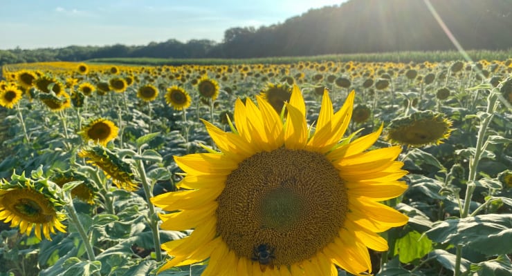 DNR Sunflower field