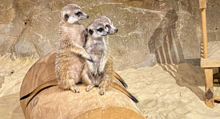 Meercats at Chattanooga Zoo in Tennessee. 