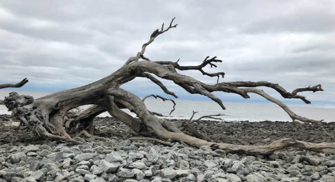 driftwood beach Georgia