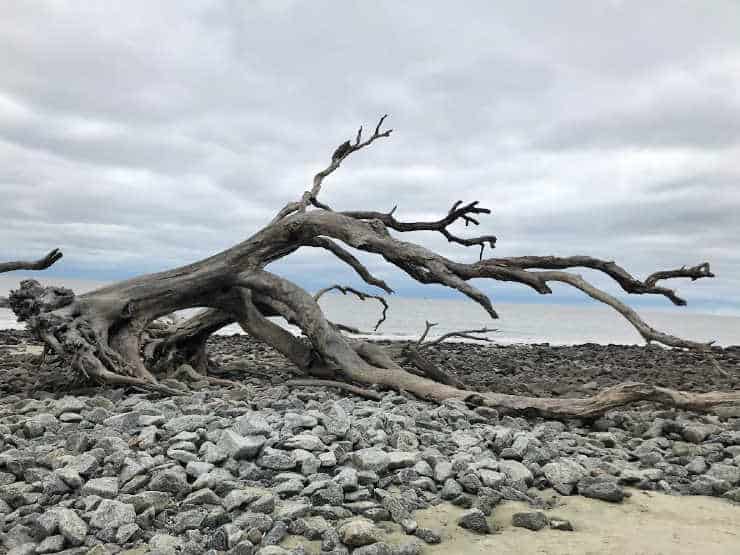 Large driftwood lying on rocks on a beach