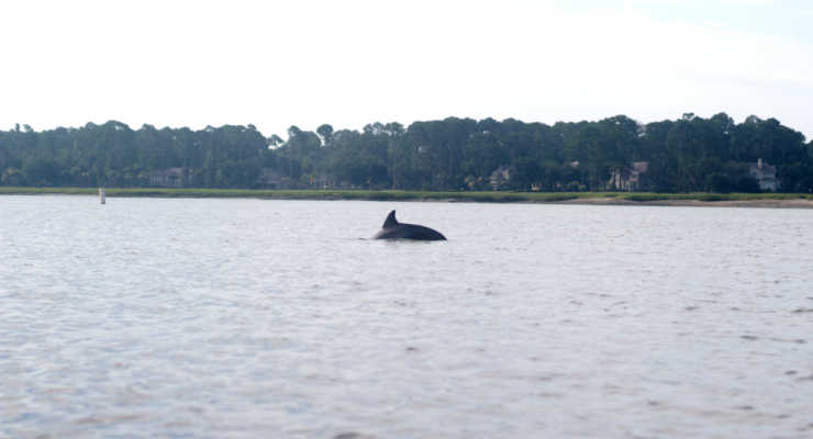 Kayaking with dolphins at Kayak Hilton Head