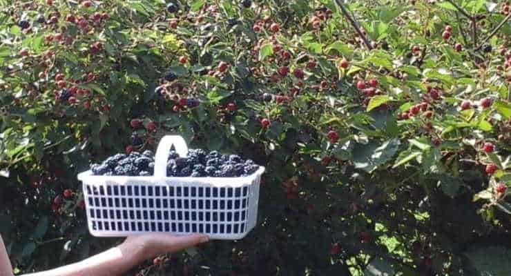 picking blackberries near Greenville, SC