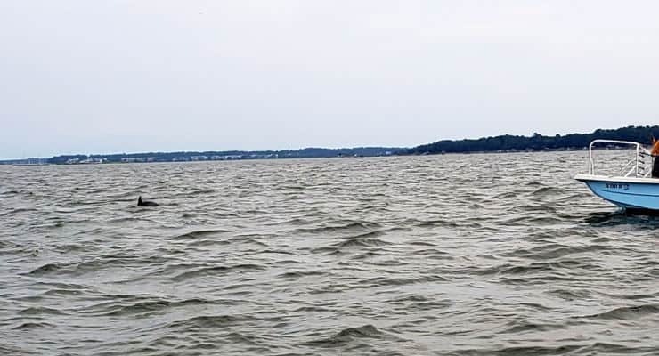 Dolphin in water near a boat