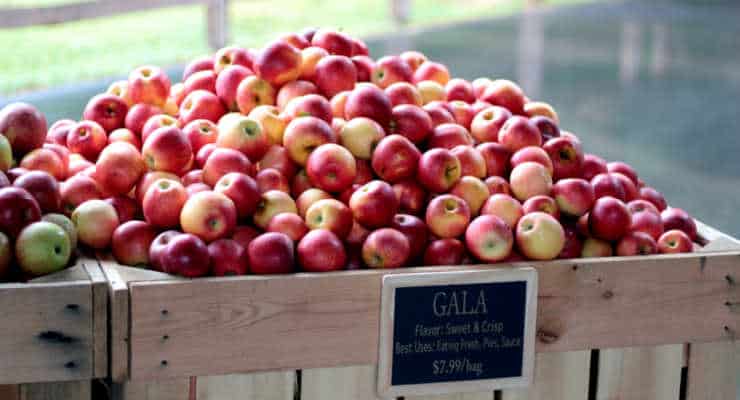 Apple Orchards Archives Kidding Around Greenville