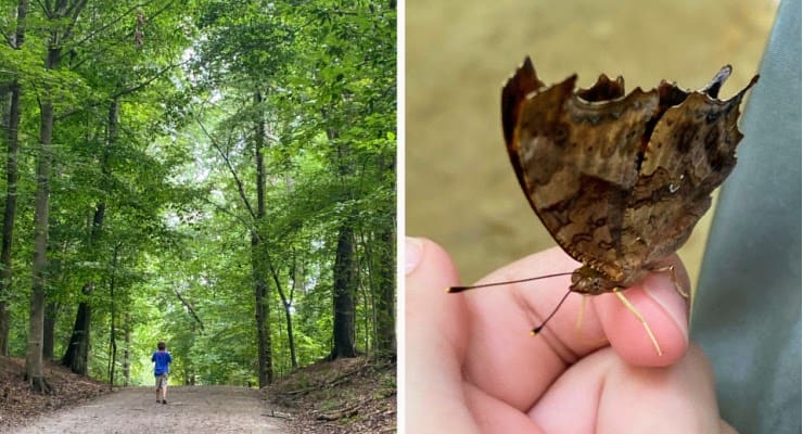 Walking trail and butterfly found on the Anne Springs Greenway in York, South Carolina