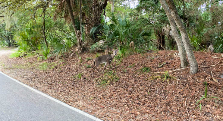 Deer crossing the road on Fripp Island