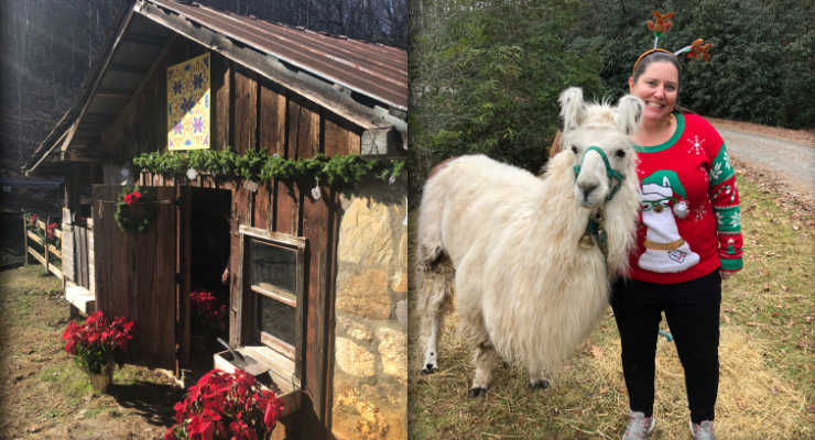 Visiting with llamas at Earthshine Lodge