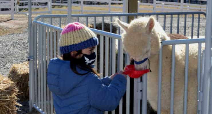 20+ Adorable Farms & Petting Zoos: Pet & Play With Animals