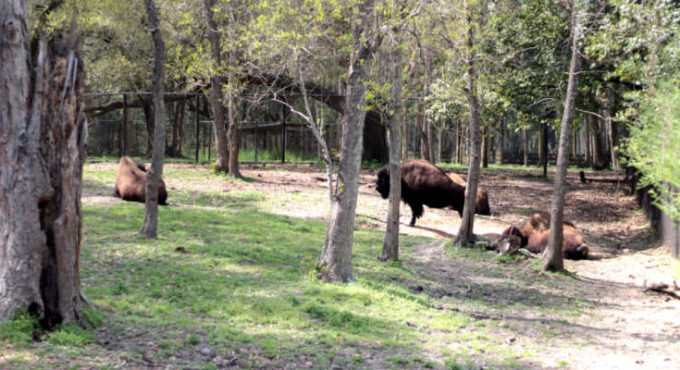 Animals at Charles Towne Landing Park