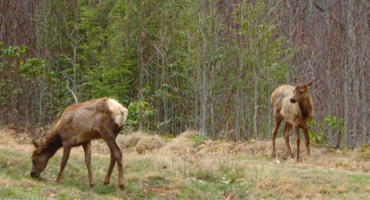Elk grazing in the near the woods